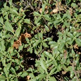 Bush Penstemon